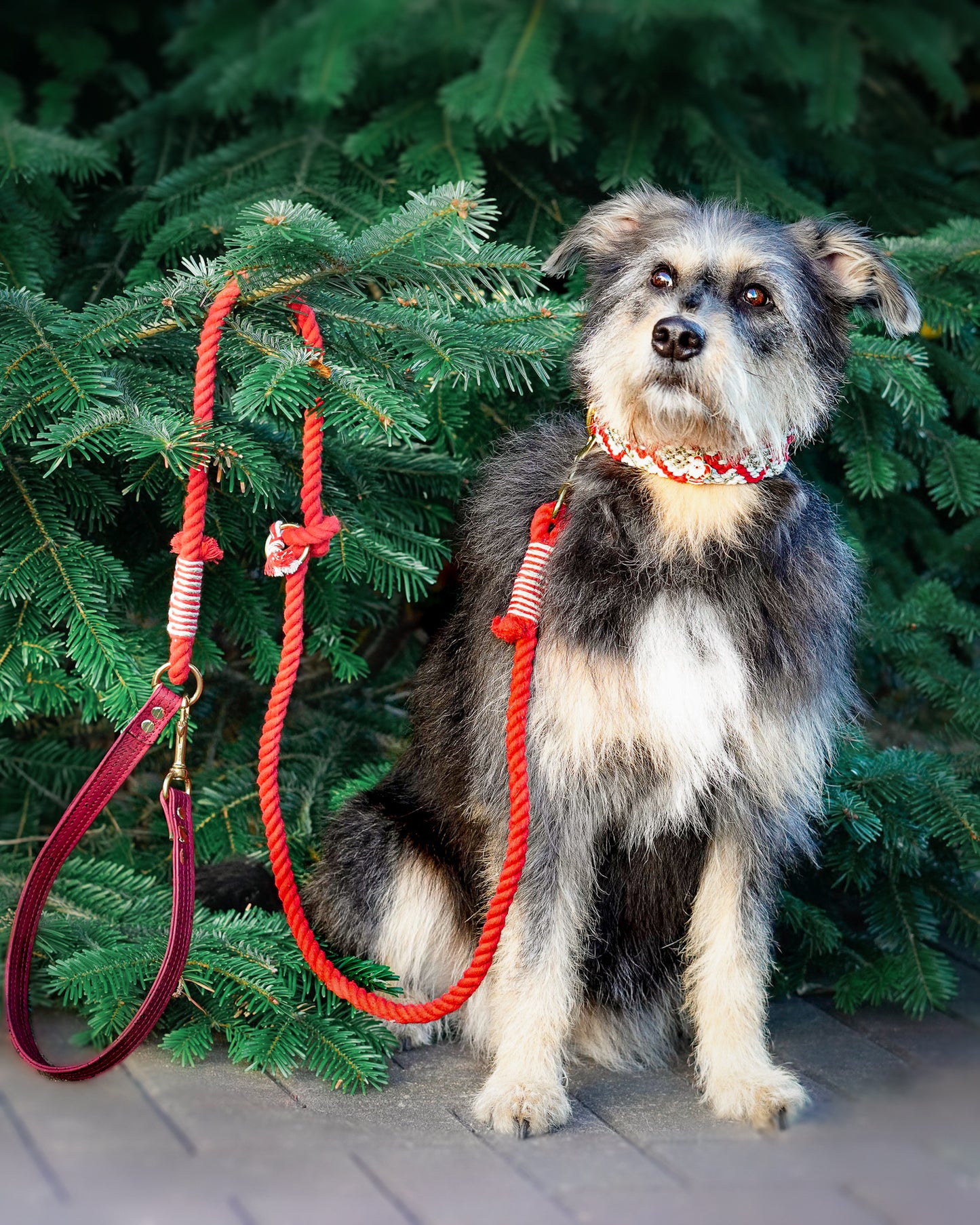 Korkypaws Weihnachtsset „Feliz Navidad🧑🏻🎄“