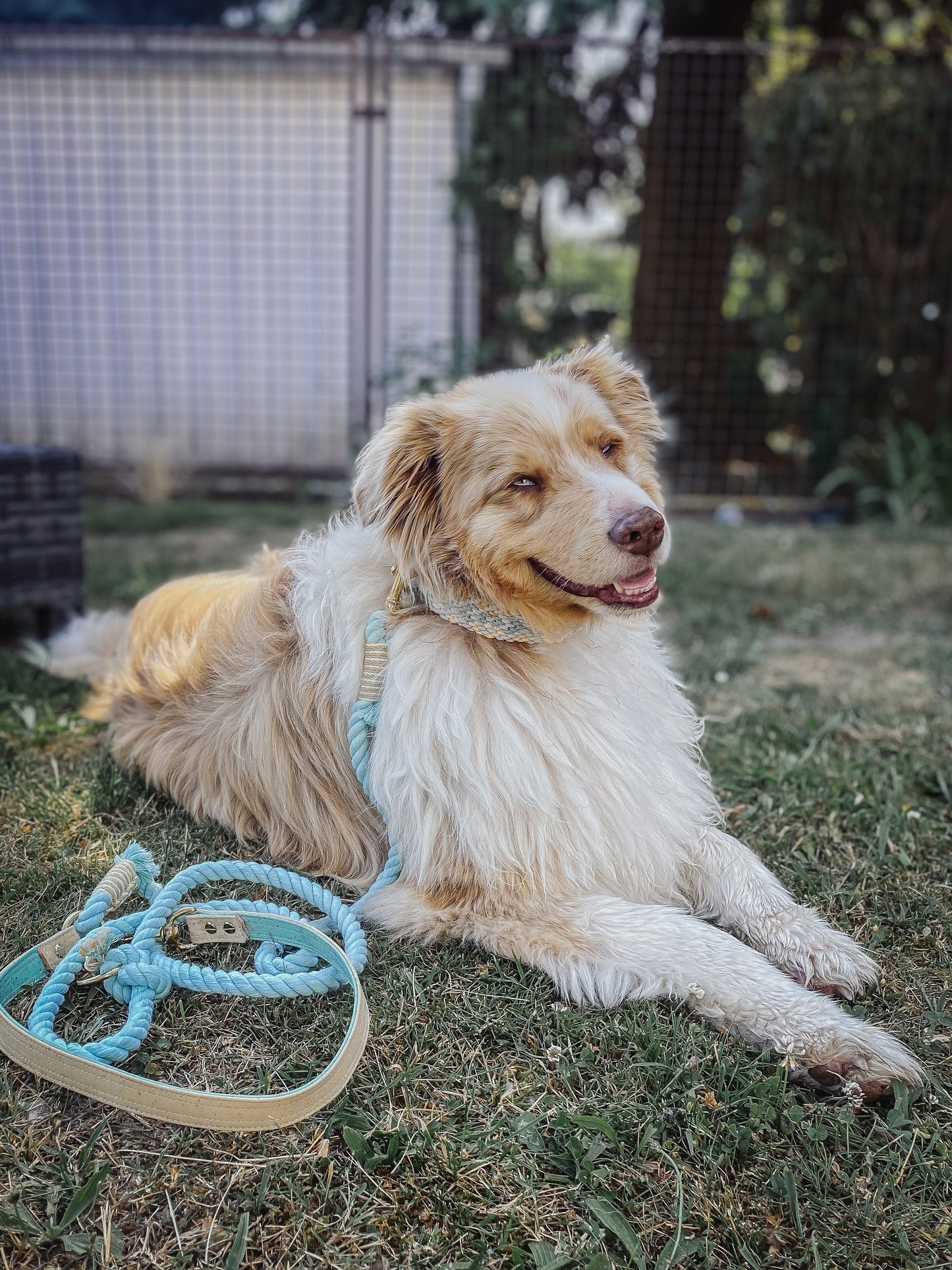 „Sunny Beach Dog“
