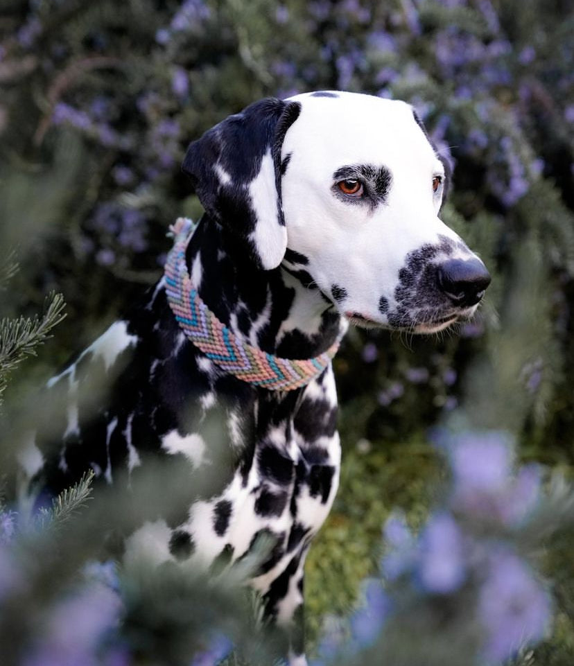 Korkypaws Kork-Baumwollset „Wildblumen“