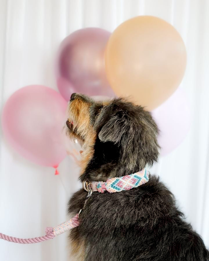 Korkypaws Kork-Baumwollset
„Frühjahrsblüher“