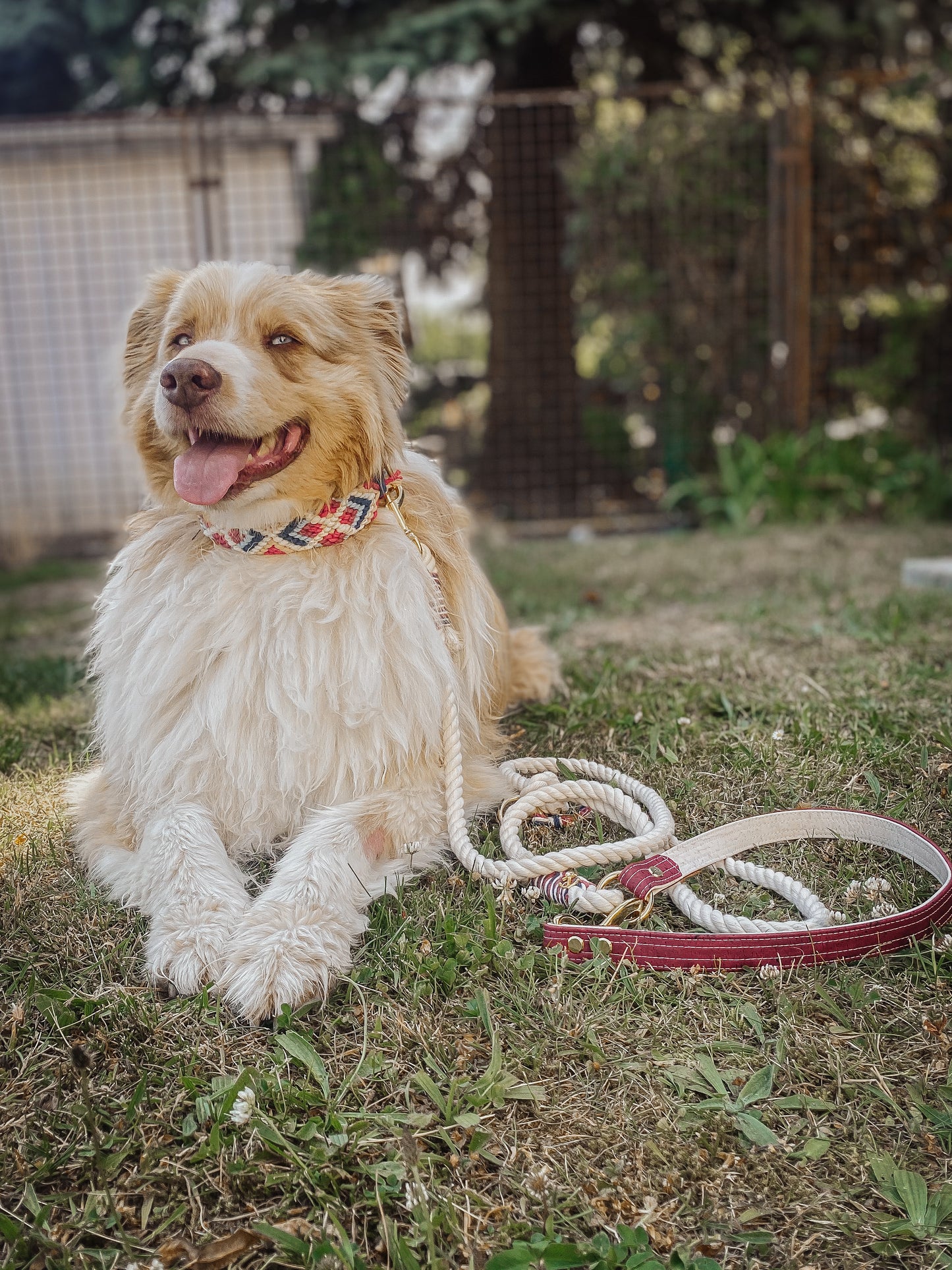 „Sailor Dog“