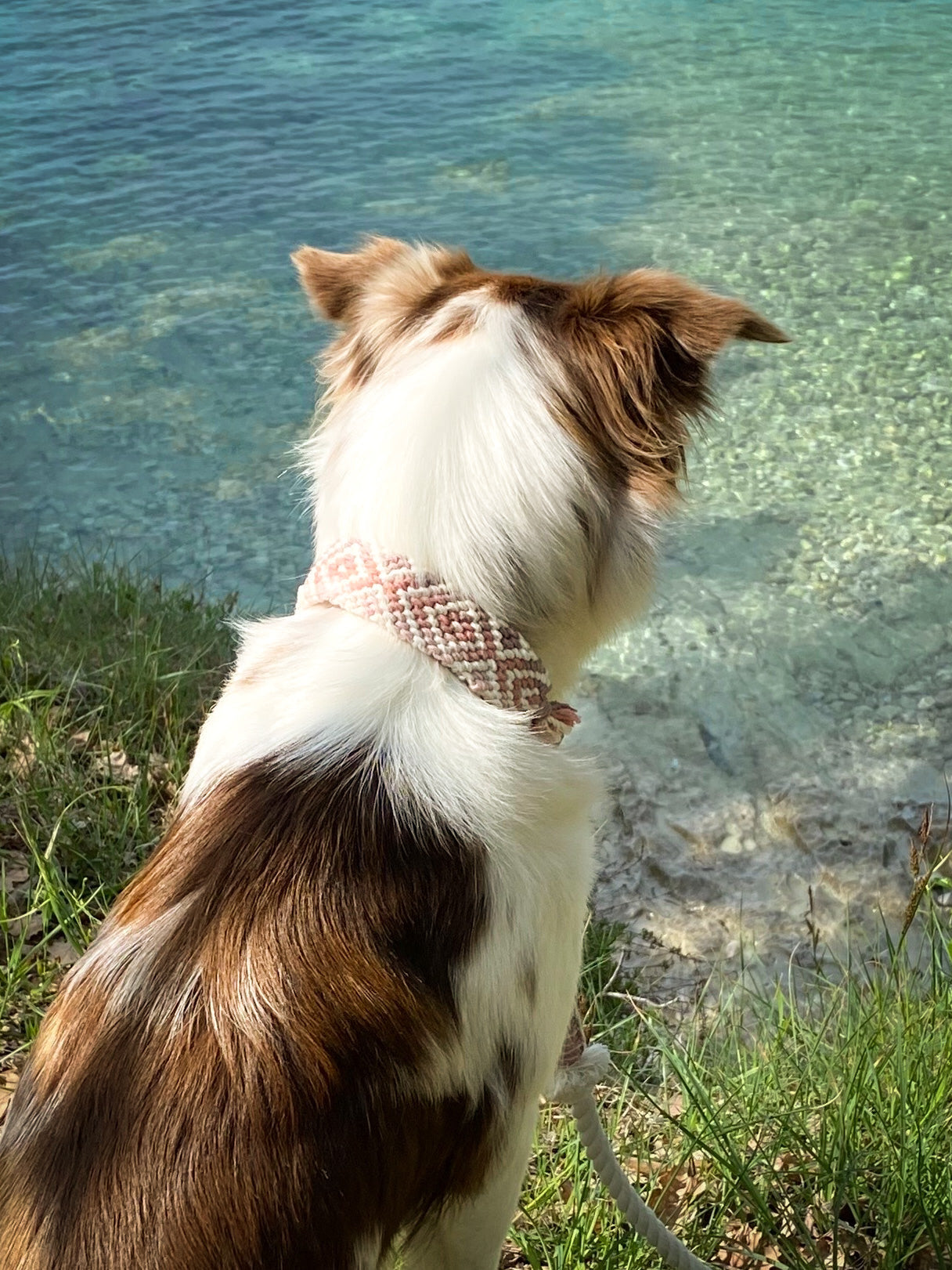 Korkypaws Kork-Baumwollhalsband „Colorful“