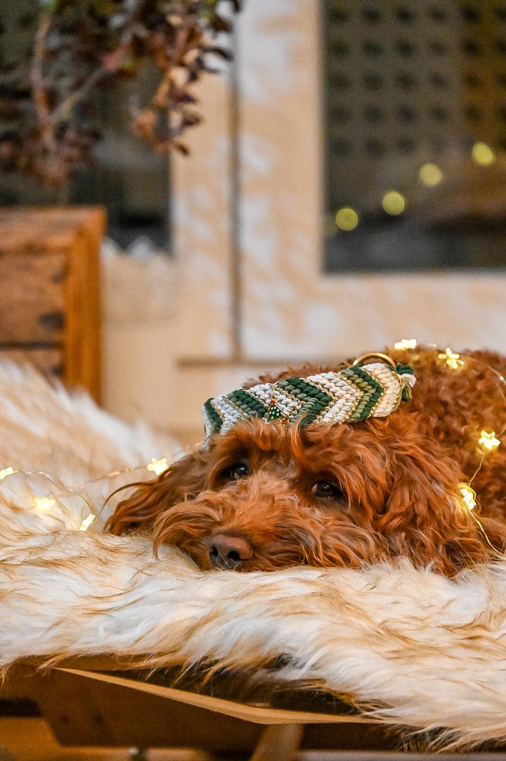 Korkypaws Weihnachtsset „under the Christmastree🎄“